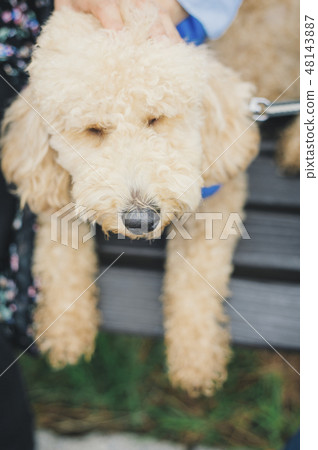 Dog and Osanpo image Dog and Osanpo image 48143887