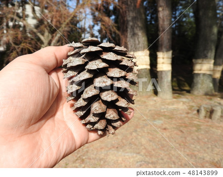 Pine cones of the Great Pine 48143899