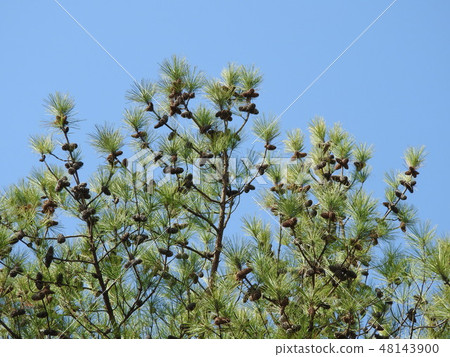 Pine cone's pine cones (distant view) 48143900