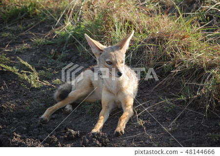 African savanna ostrich African savanna ostrich 48144666