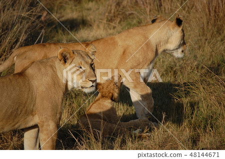 African savanna ostrich 48144671