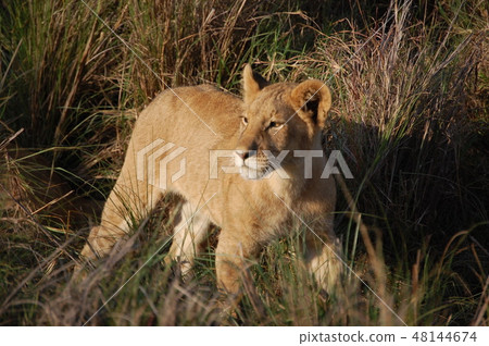African savanna ostrich 48144674