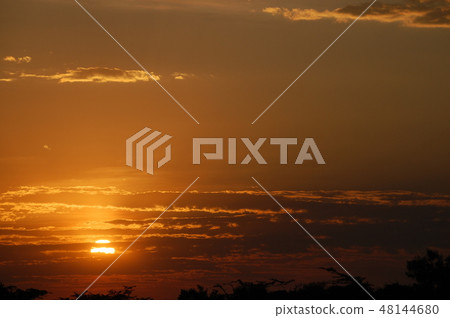 African savanna ostrich African savanna ostrich 48144680