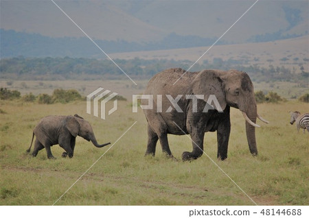 African savanna ostrich African savanna ostrich 48144688