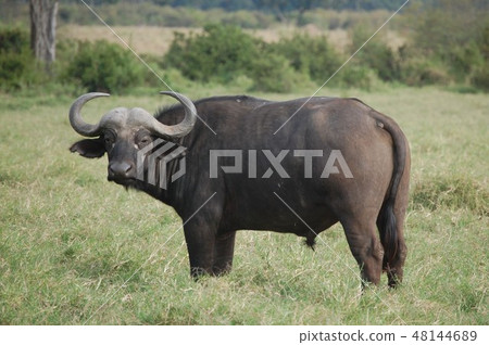 非洲大草原鴕鳥 48144689