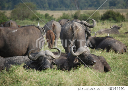 African savanna ostrich 48144691