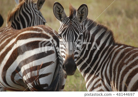 African savanna ostrich 48144697