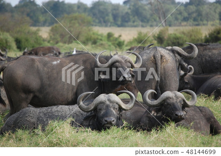 African savanna ostrich 48144699
