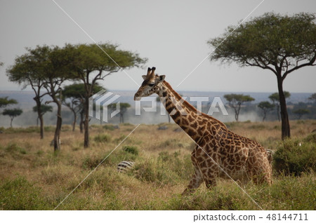 African savanna ostrich African savanna ostrich 48144711