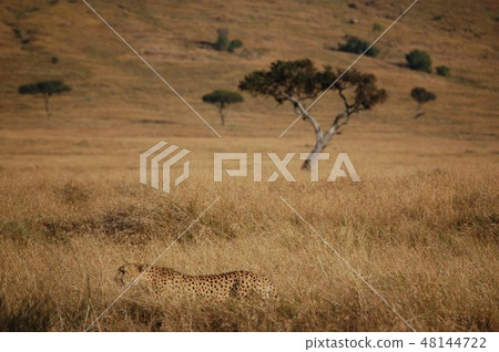 African savanna ostrich 48144722