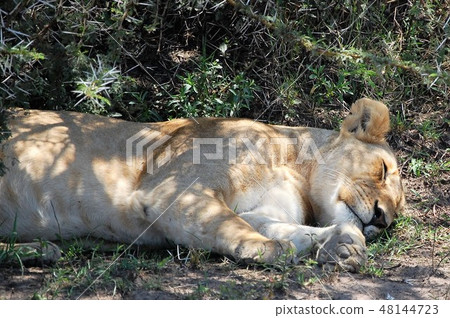 African savanna ostrich 48144723