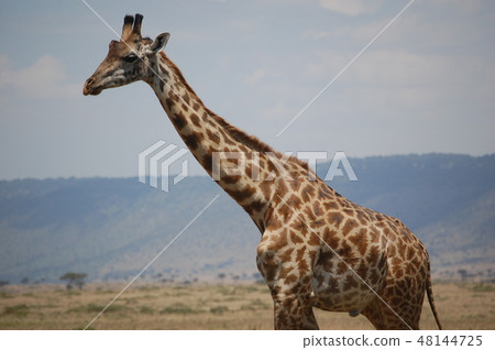 African savanna ostrich 48144725