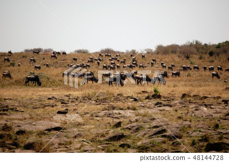African savanna ostrich African savanna ostrich 48144728