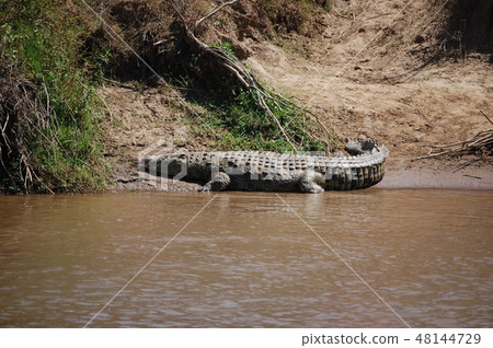 African savanna ostrich African savanna ostrich 48144729