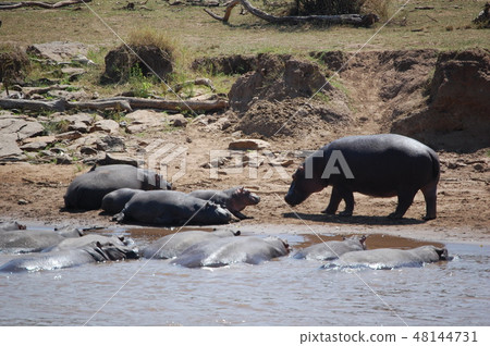 African savanna ostrich African savanna ostrich 48144731