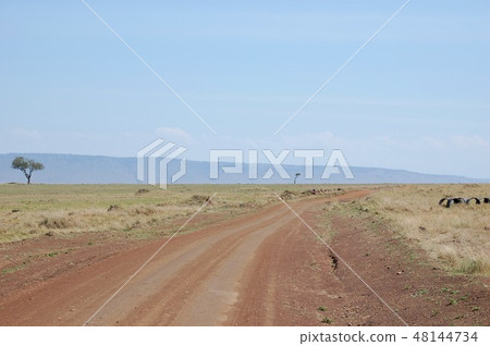 African savanna ostrich African savanna ostrich 48144734