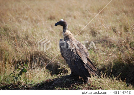 African savanna ostrich African savanna ostrich 48144748