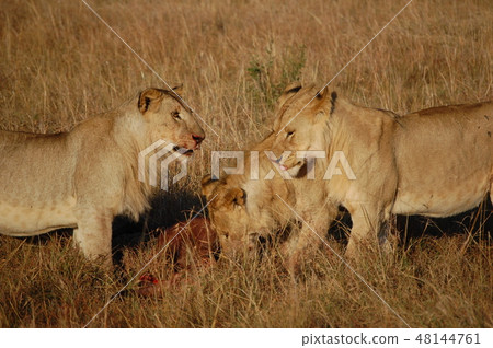 African savanna ostrich African savanna ostrich 48144761