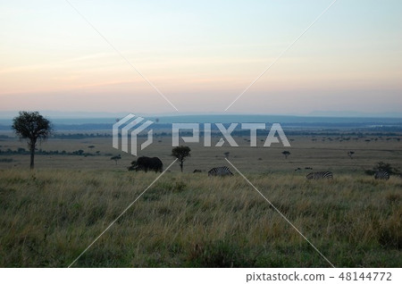 African savanna ostrich African savanna ostrich 48144772
