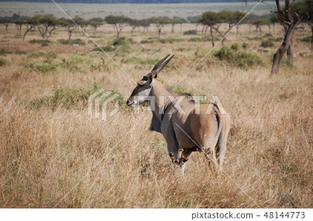 非洲大草原鴕鳥 48144773