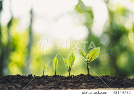 Growth Trees concept in the nature morning light a Growth Trees concept in the nature morning light a 48144783