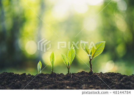 Growth Trees concept in the nature morning light a Growth Trees concept in the nature morning light a 48144784