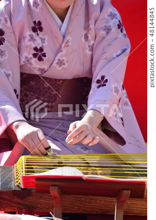 Koto's performance (plum festival) Koto's performance (plum festival) 48144845