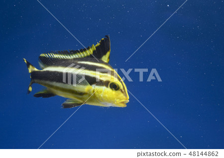 Kolodai juveniles 48144862