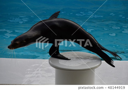 海獅表演 48144919