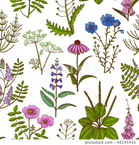 Colored Pattern with Medicinal Plants in... - Stock Illustration ...