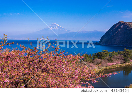 （靜岡）河津櫻花，從西面飯田看到的富士山在初秋 48145464