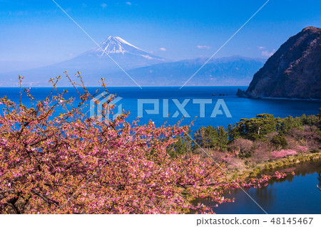 （靜岡）河津櫻花，從西面飯田看到的富士山在初秋 48145467