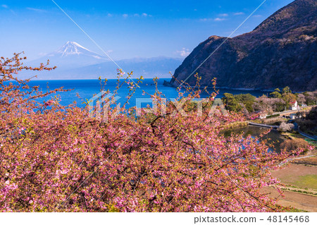(Shizuoka) Kawazu cherry blossom, Mt. Fuji seen from Nishiizu Ida in early autumn (Shizuoka) Kawazu cherry blossom, Mt. Fuji seen from Nishiizu Ida in early autumn 48145468