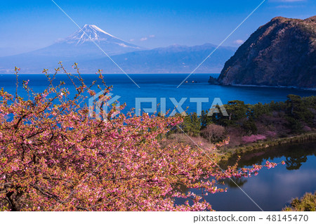 (Shizuoka) Kawazu cherry blossom, Mt. Fuji seen from Nishiizu Ida in early autumn (Shizuoka) Kawazu cherry blossom, Mt. Fuji seen from Nishiizu Ida in early autumn 48145470