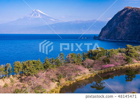 (Shizuoka) Kawazu cherry blossom, Mt. Fuji seen from Nishiizu Ida in early autumn 48145471
