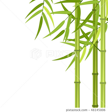 Vector green bamboo stems 48145806