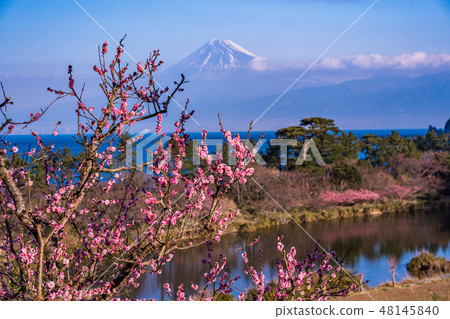 （靜岡縣）初秋的西伊豆田田的紅梅花，富士山 48145840