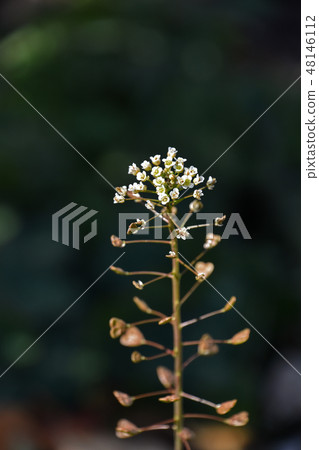 Nazna (Penpen grass) 48146112