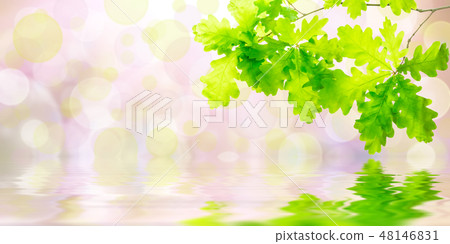Green background with oak 48146831