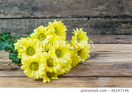 Beautiful chrysanthemum Beautiful chrysanthemum 48147146