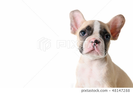 Cute french bulldog puppy looking isolated Cute french bulldog puppy looking isolated 48147288