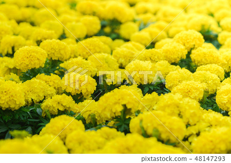 Close up bright yellow marigolds are blooming Close up bright yellow marigolds are blooming 48147293