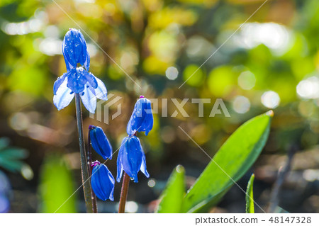 Scilla blue flowers Scilla blue flowers 48147328
