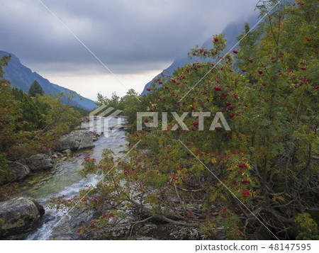 view on wild river stream with boulders, autumn colored rowan tree and moody sky at mountain valley view on wild river stream with boulders, autumn colored rowan tree and moody sky at mountain valley 48147595