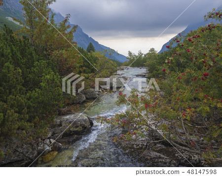 view on wild river stream with boulders, autumn colored rowan tree and moody sky at mountain valley view on wild river stream with boulders, autumn colored rowan tree and moody sky at mountain valley 48147598