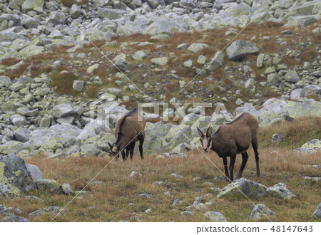 Group of chamoises grazing on autumn rocky meadow. The Tatra chamois, Rupicapra rupicapra tatrica 48147643