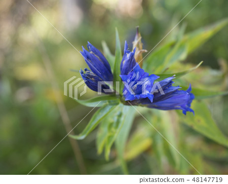 Close up beautiful blue flowers of willow gentian, Gentiana asclepiadea, in Tatra mountains Close up beautiful blue flowers of willow gentian, Gentiana asclepiadea, in Tatra mountains 48147719