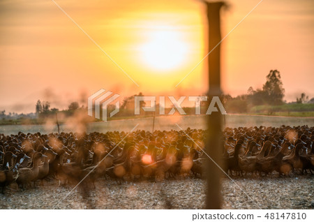 Flock of ducks with sunlight shining in stall Flock of ducks with sunlight shining in stall 48147810