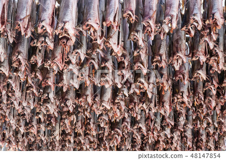 Cod fish headless drying on wooden racks 48147854