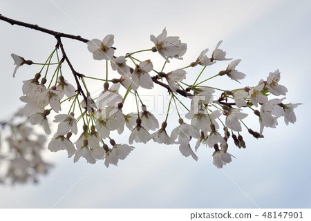 盛開霧社櫻在台灣觀霧雪霸國家公園 48147901